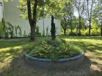 Leszno: Tak dziś wygląda Park im. Leszczyńskich Satyryków. Ma tu powstać tężnia solankowa