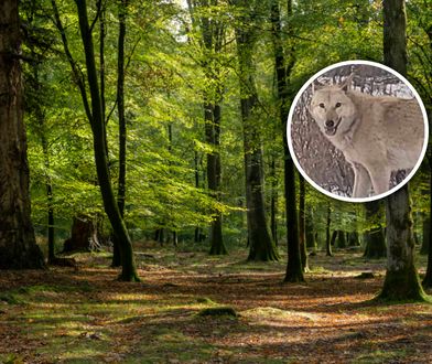 Gmina w strachu przed psowilkami. "Jedyny znany na świecie przypadek"