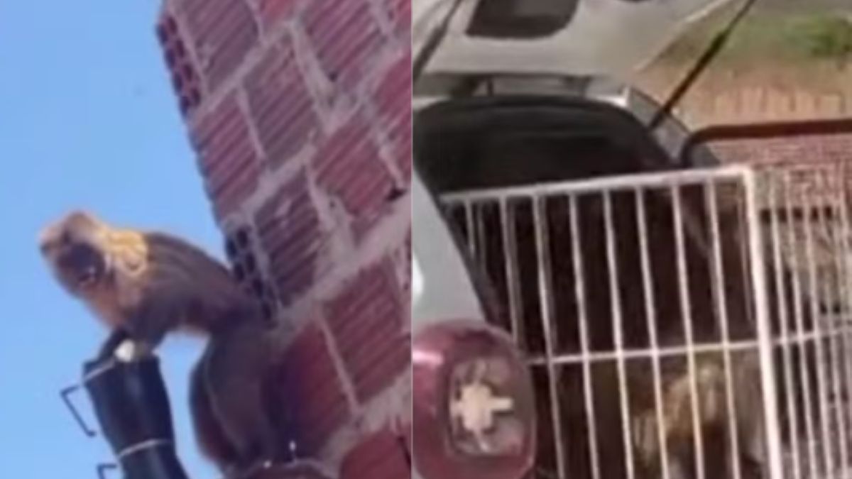 Kapucynka trafiła w ręce policji