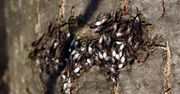 Oblepiają drzewa. Jeszcze kilka lat temu były w Polsce całkowicie nieznane
