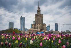 Warszawa w tulipanach. Stolicę zalało morze kwiatów [ZDJĘCIA]