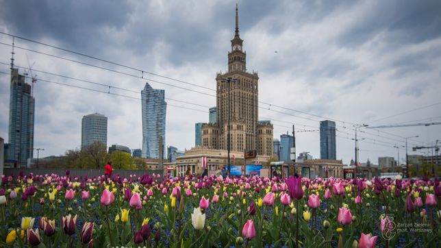 Warszawa w tulipanach. Stolicę zalało morze kwiatów [ZDJĘCIA]