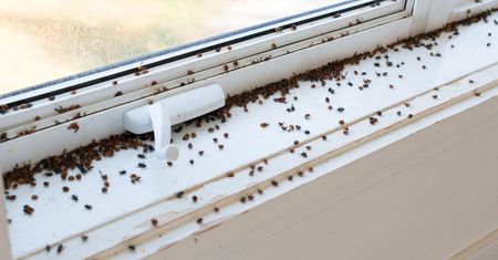 Budzą się z nadejściem wiosny. Nadleśnictwo Baligród ostrzega