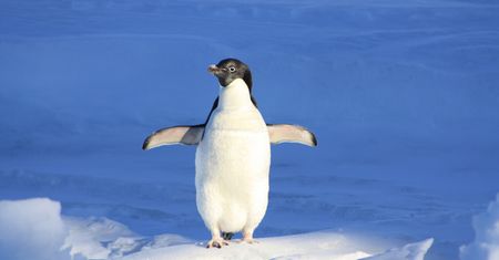 Windows pozwoli na łatwy dostęp do plików Linuxa z Windows Subsystem for Linux
