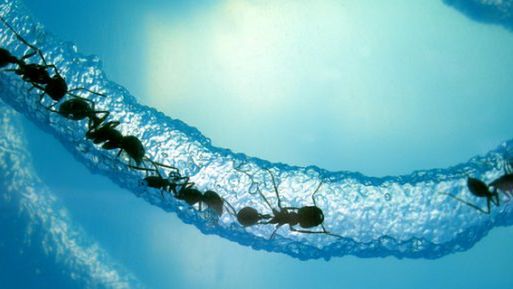 Mrówki funkcjonują jak dane w Internecie. Mają nawet własny algorytm 1