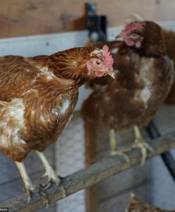 Pierwszy zgon potwierdzony. Zmarła przez H3N8