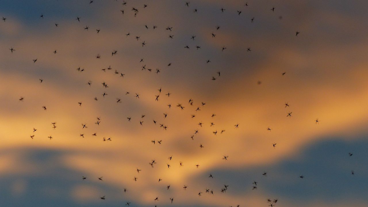 Zmodyfikowane genetycznie komary mają pomóc w walce z malarią 