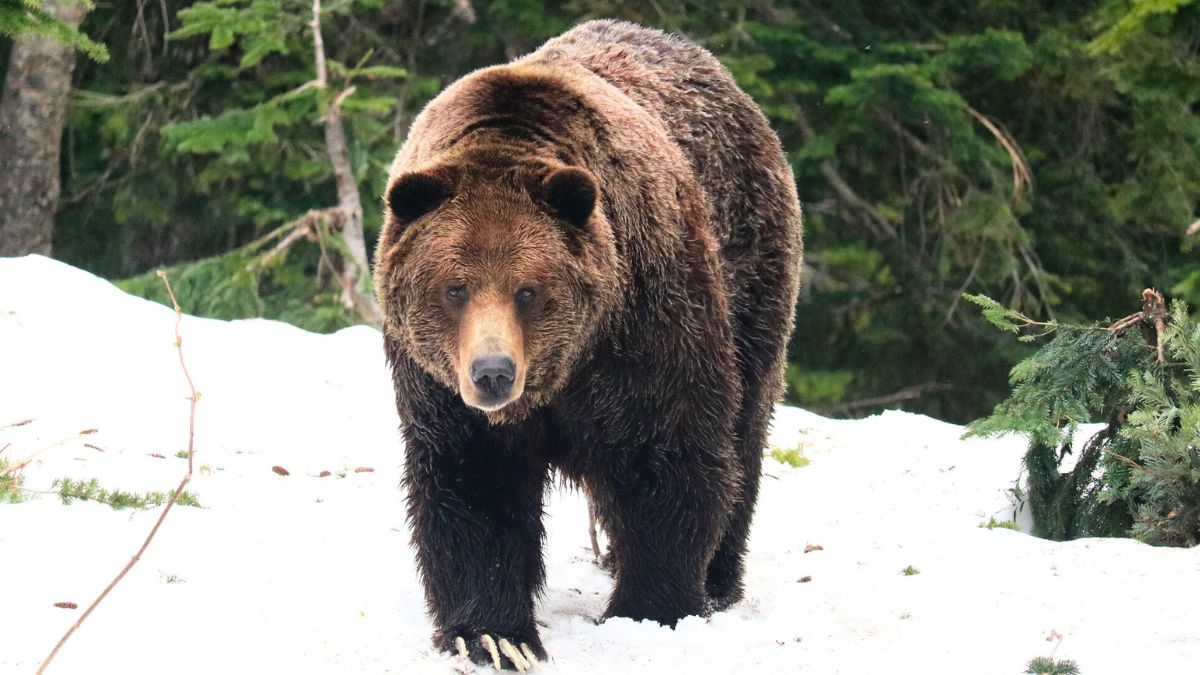 Niedźwiedź w lesie