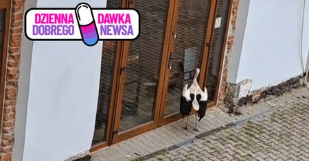 Przylatuje tu od miesiąca. Codziennie stuka dziobem w drzwi