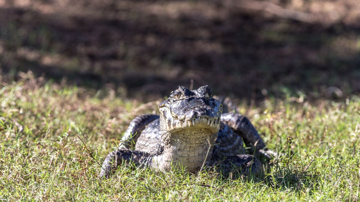 Krokodyl na wolności.