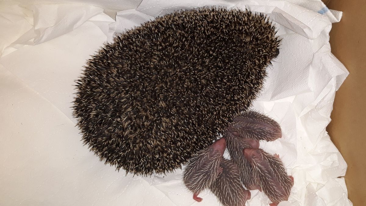 Nasza nadgorliwość może być dla jeży tragiczna w skutkach