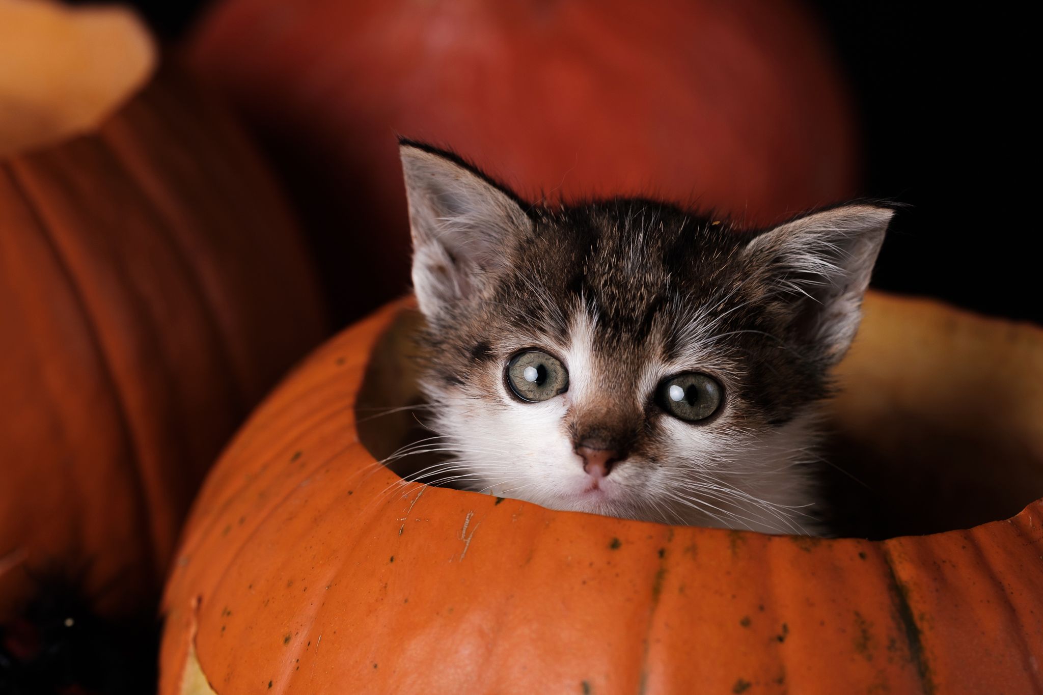Halloween 2019: Zrobiłem sesję w schronisku, by pomóc w adopcji zwierząt 9