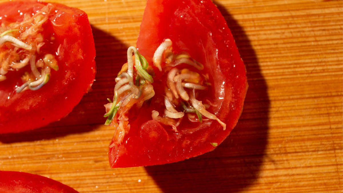 Kiełkujące pomidory mogą przyprawić o dreszcze. Czy jest się czego bać?