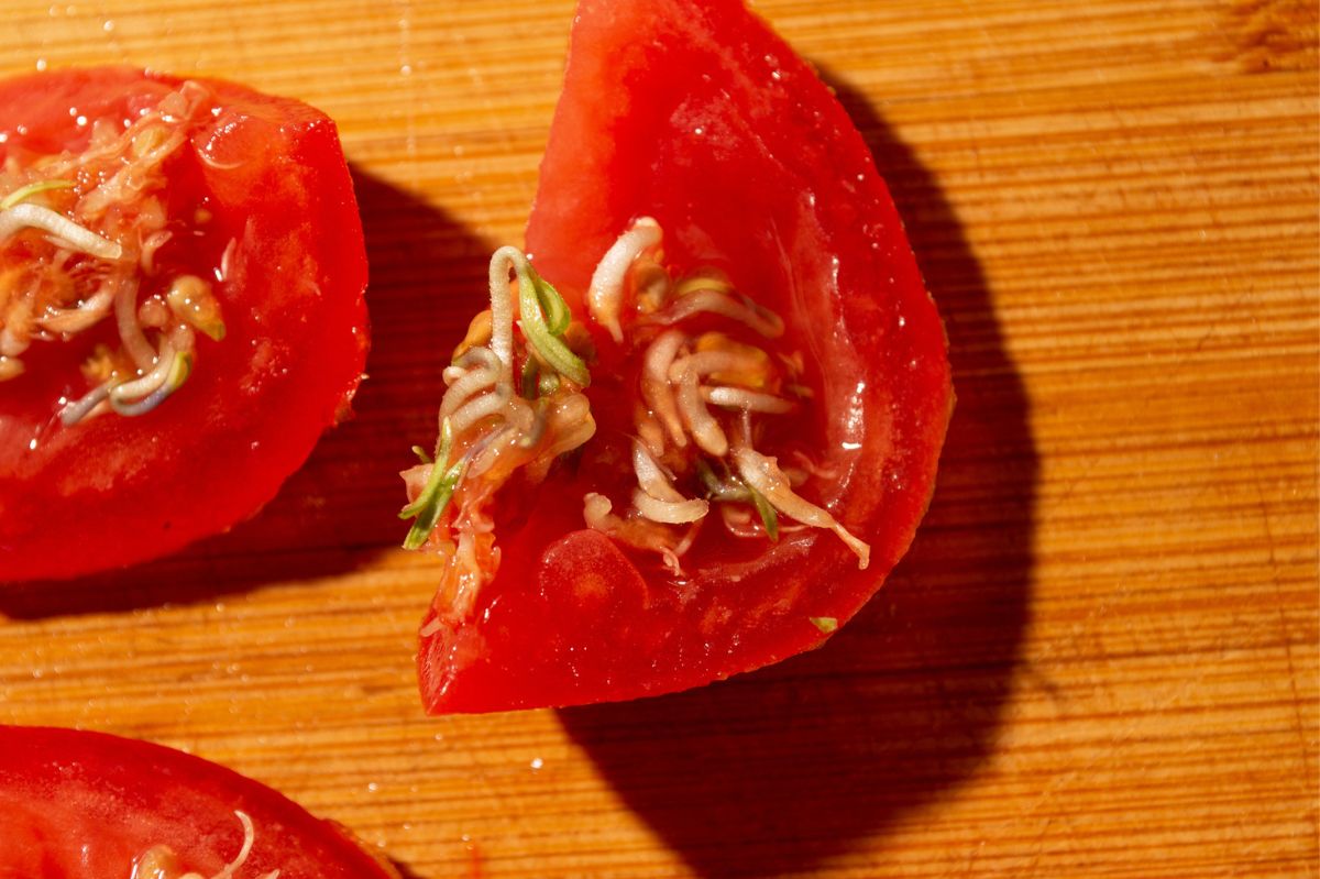 Kiełkujące pomidory mogą przyprawić o dreszcze. Czy jest się czego bać?