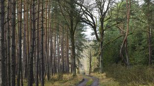 Uwaga na zakazy wstępu do kujawko-pomorskich lasów. Zwalczają szkodniki bardzo groźne dla drzewostanu