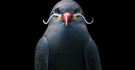 Ptaki, jakich nie znacie. Ich piękno ukazał Tim Flach
