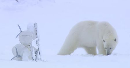 Zobacz, jak niedźwiedź polarny naprawił kamerkę BBC, która się wywróciła podczas nagrywania