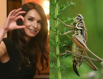 Marta Kaczyńska zachęca do jedzenia owadów: "Można znaleźć coś nie tylko zdrowego, LECZ I SMAKOWITEGO"