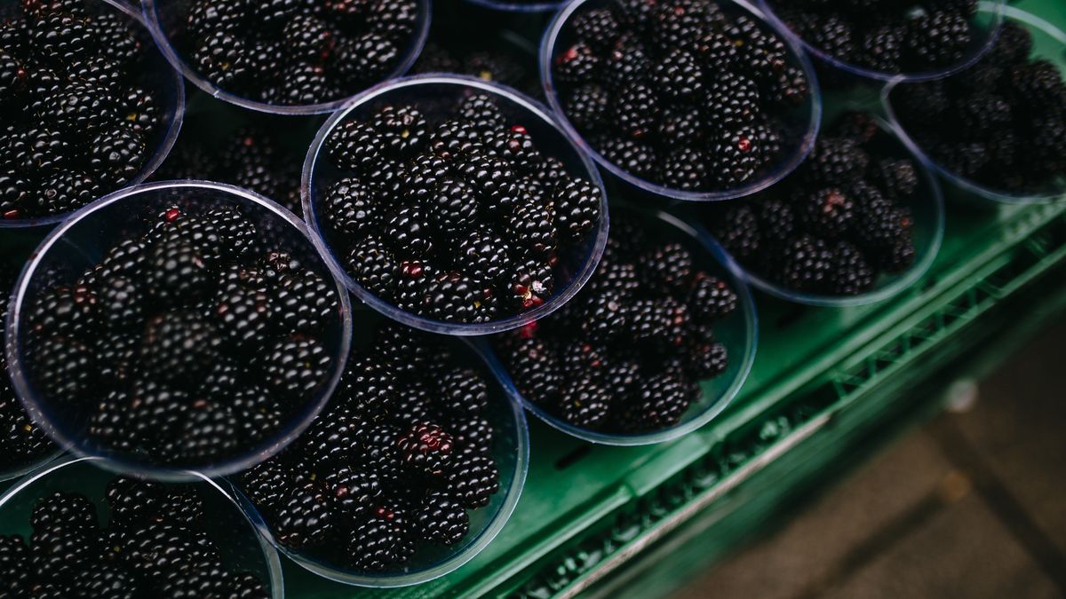 Jakie właściwości mają czarne maliny?