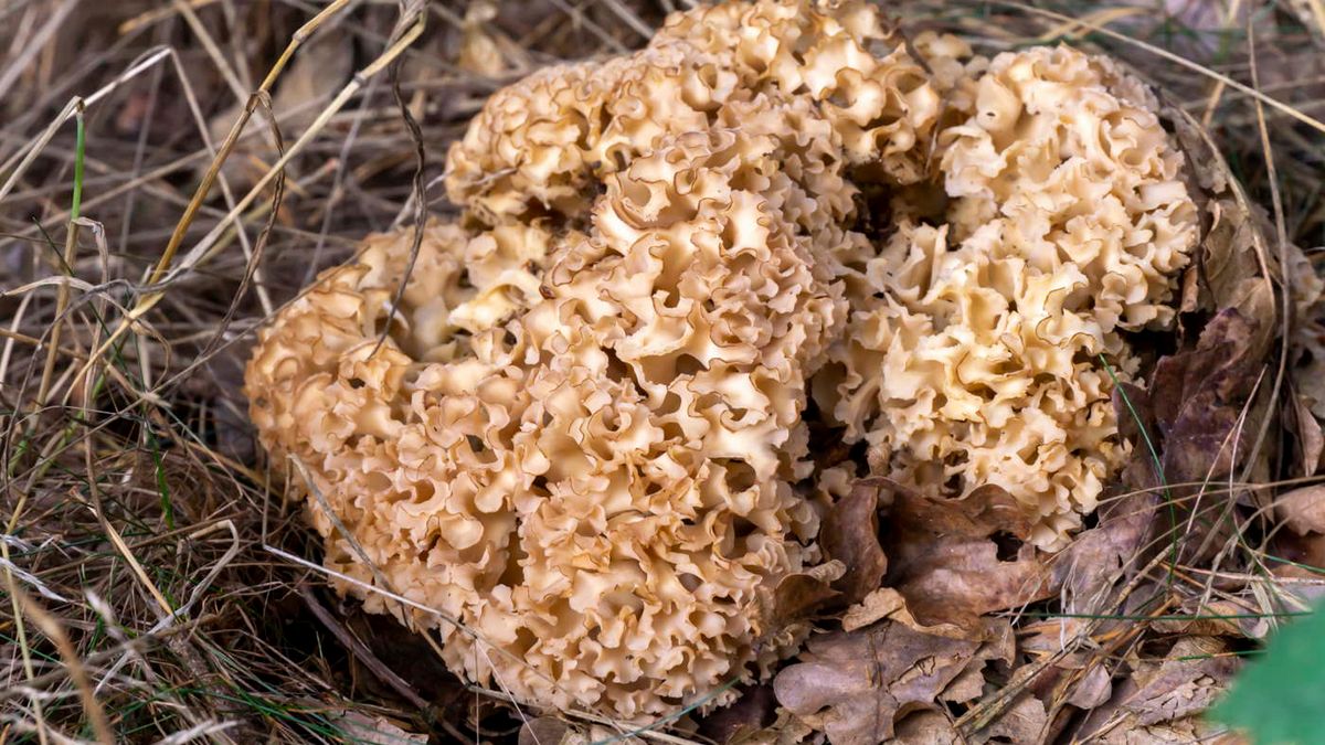 Warto go szukać w okolicy sosen oraz świerków