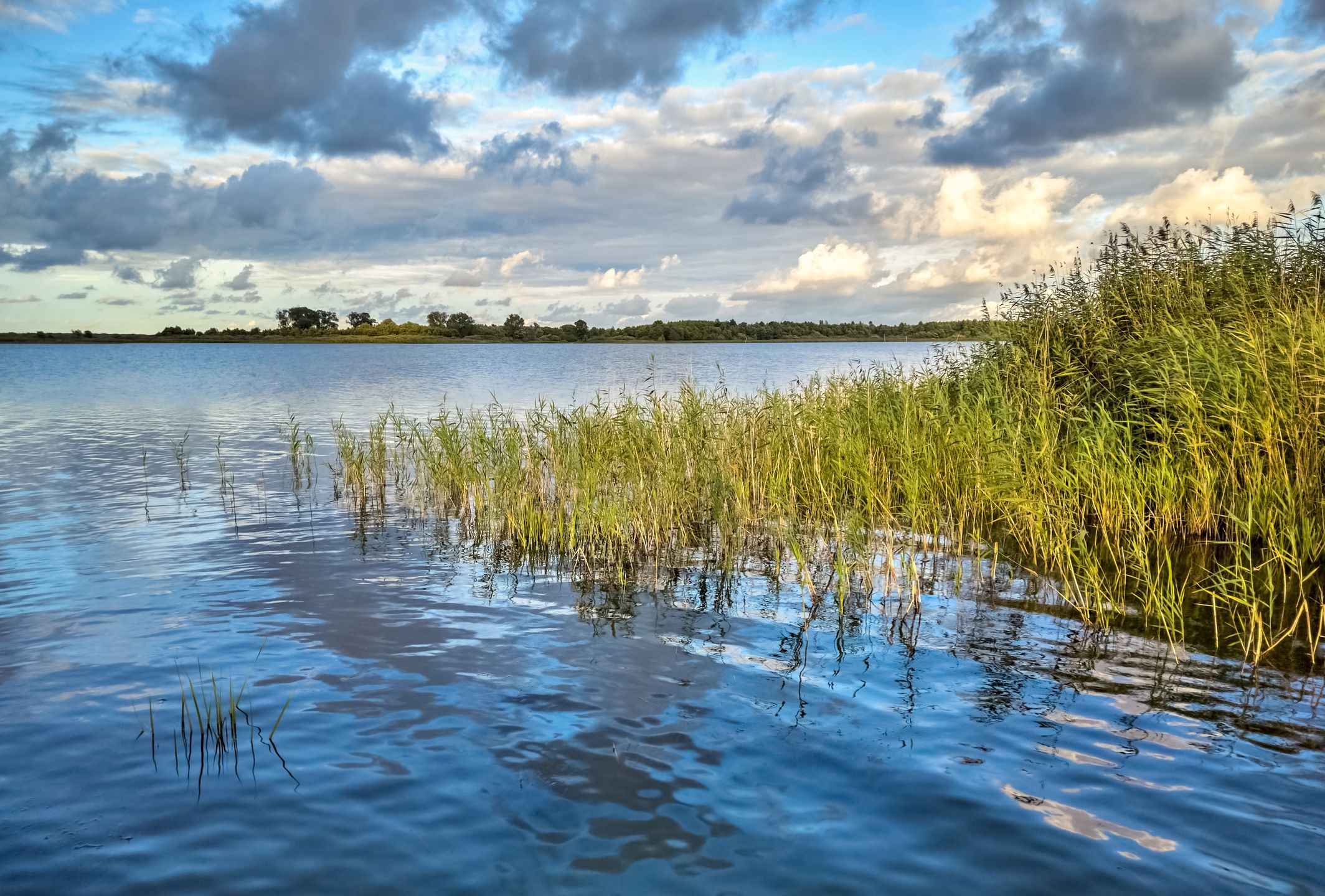 Sinice znów atakują. Popularne kąpielisko zamknięte