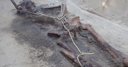 Skrępowane szczątki lotnika z II wojny światowej. Odkrycie archeologów w Wielkopolsce