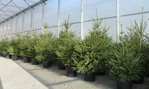 Rozdają choinki za darmo. Jest jeden warunek