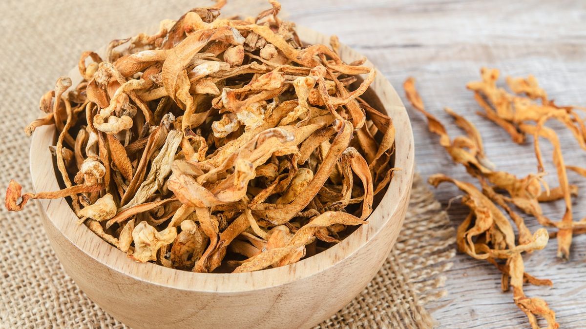 Sekret grzybów yartsa gunbu.