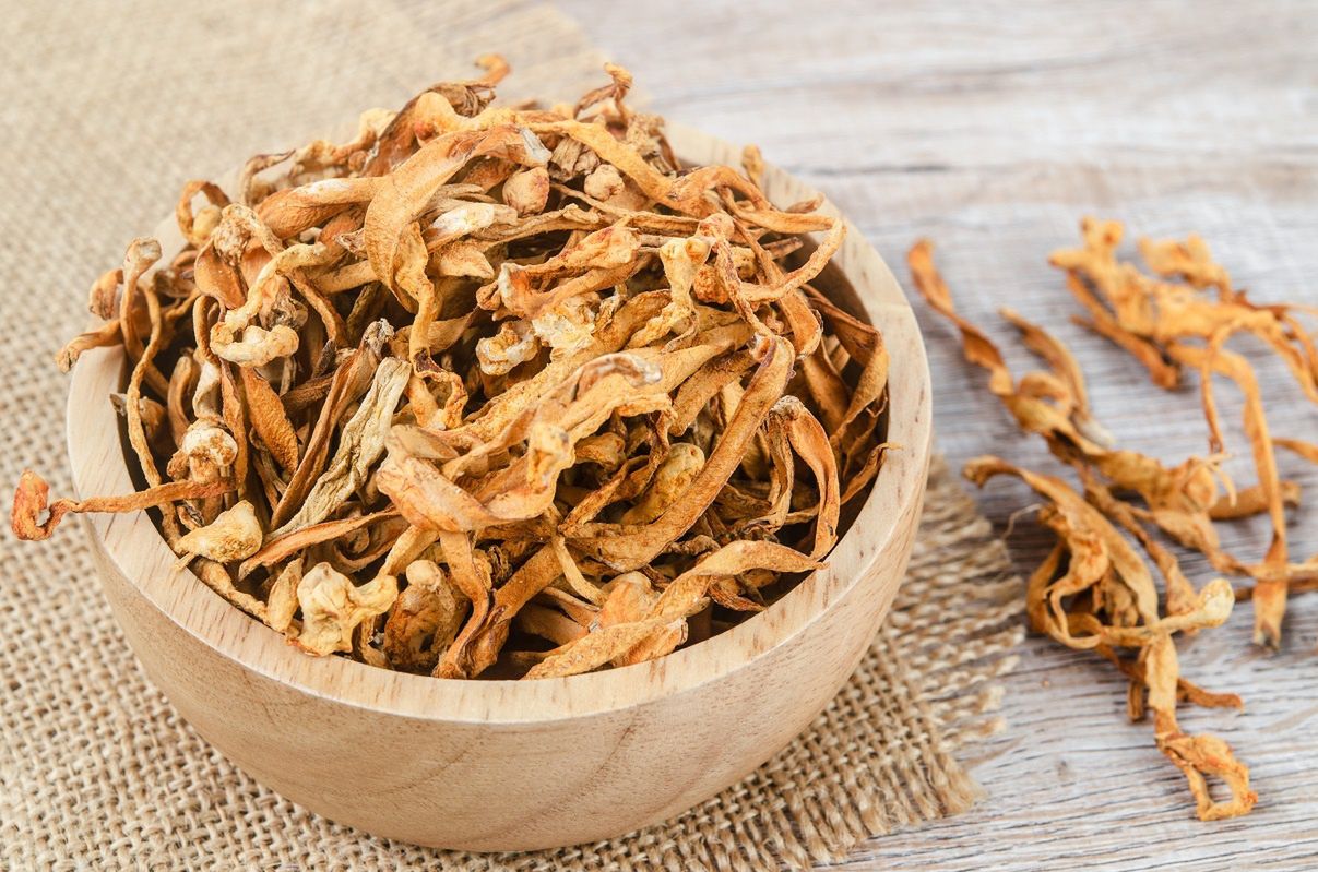 Ten grzyb jest wart więcej niż złoto. Sekret długowieczności tybetańskich mnichów