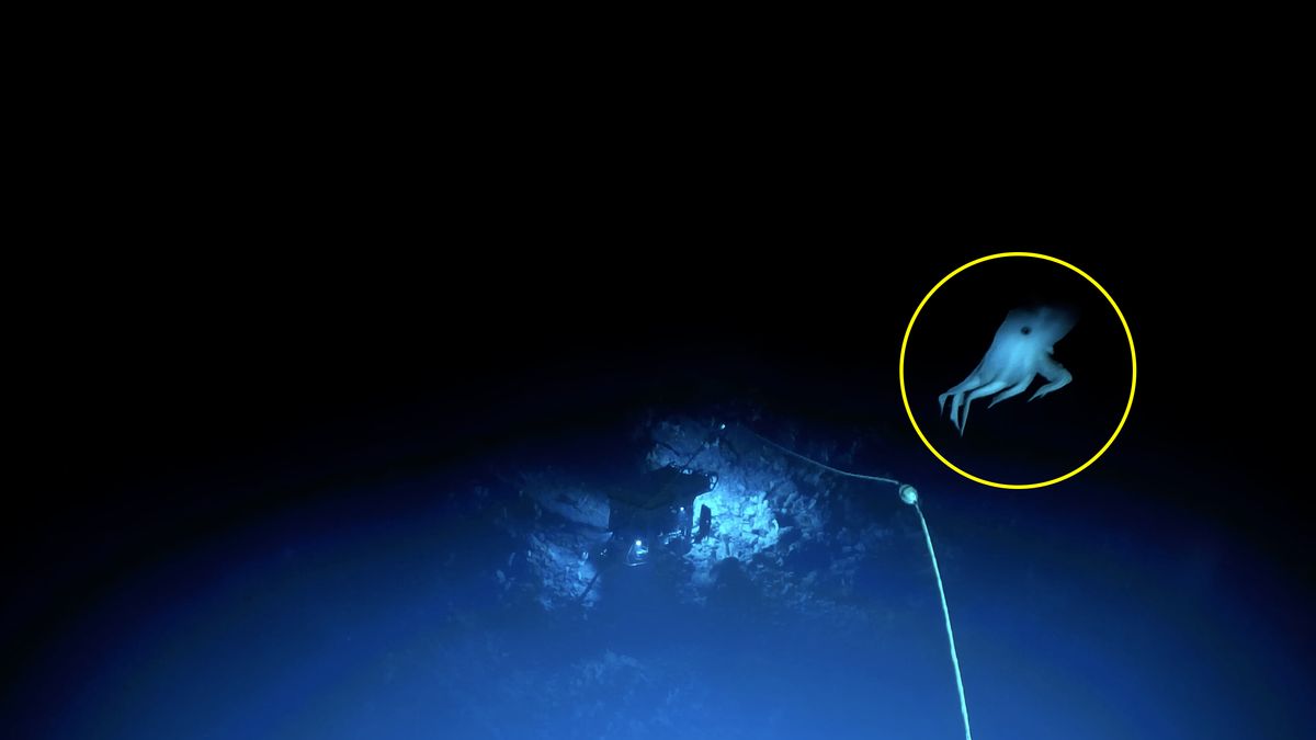 Ośmiorniczka Dumbo zawdzięcza swoją nazwę dwóm płetwom, które przypominają uszy słonika Dumbo z bajki Disneya.