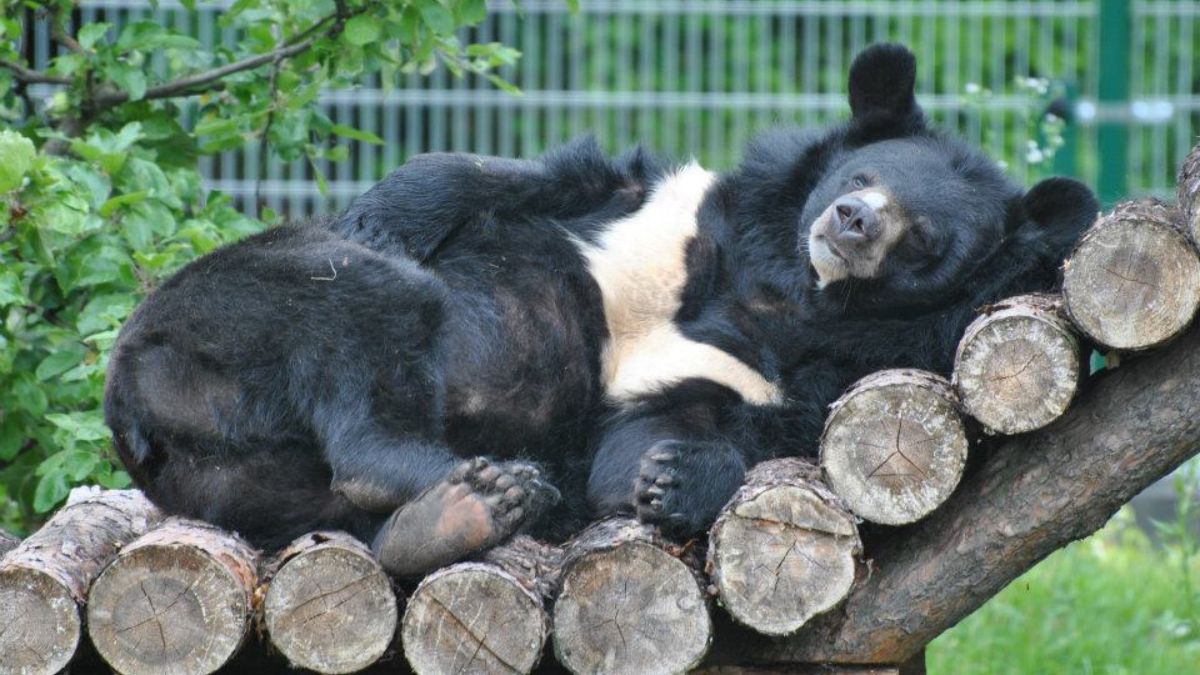 Nie żyje niedźwiedzica Wolta z Torunia. Przeżyła 40 lat