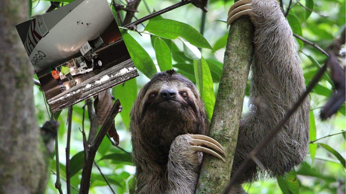 Leniwce zamarzły w luku bagażowym