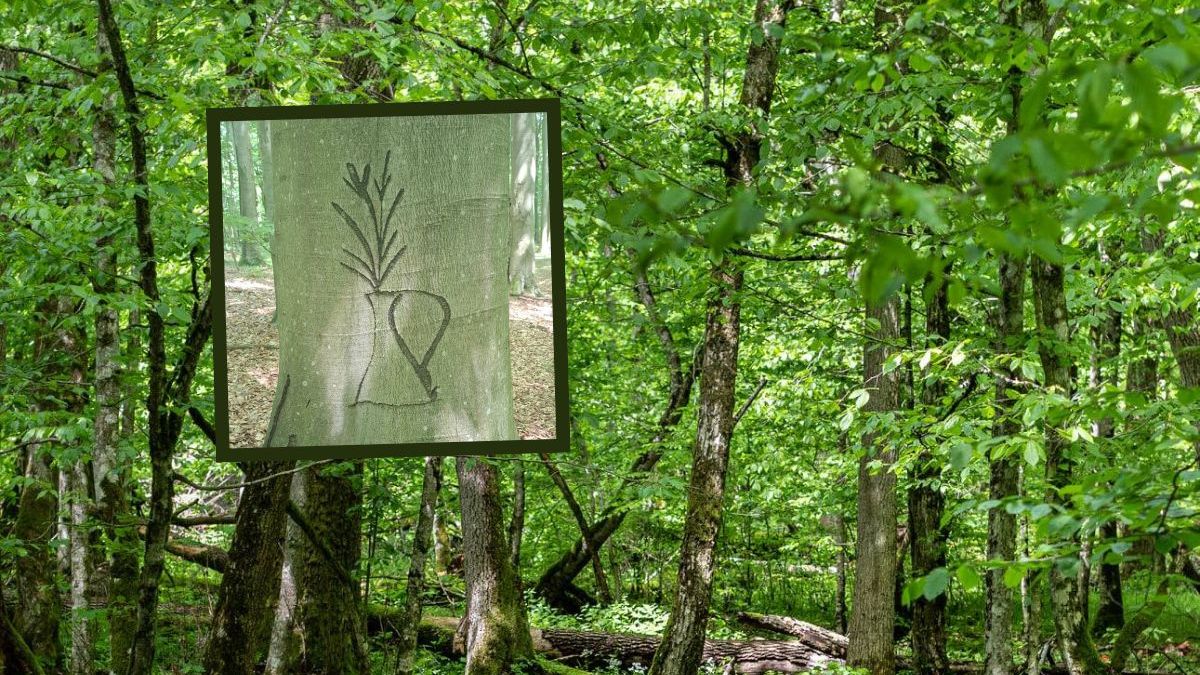 Antydzieło w lesie. Leśnicy z Tuszymy apelują o szacunek dla nat