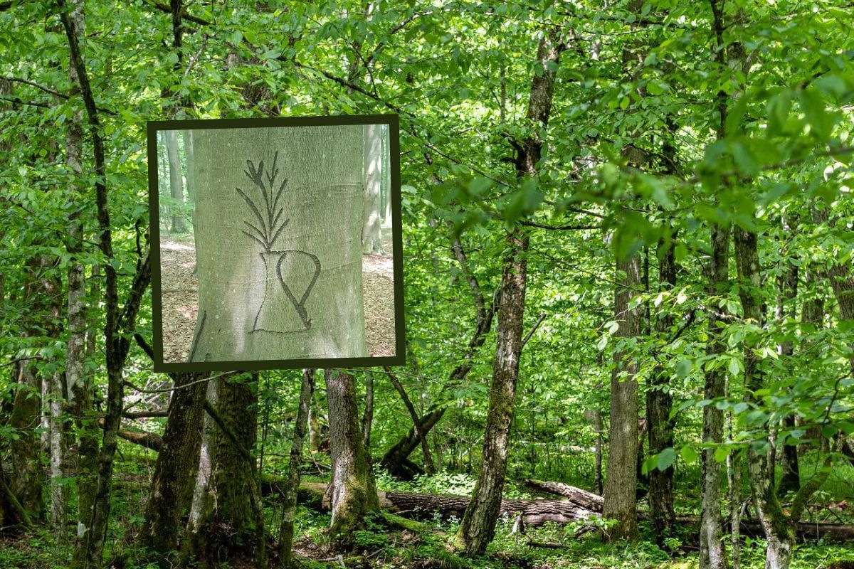 "Antydzieło" w lesie. To zobaczyli leśnicy. Załamali ręce