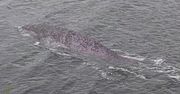Zdjęcie z Loch Ness. Poruszenie w sieci