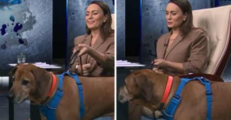 Pies w studiu TVN. "Chodź malutki"