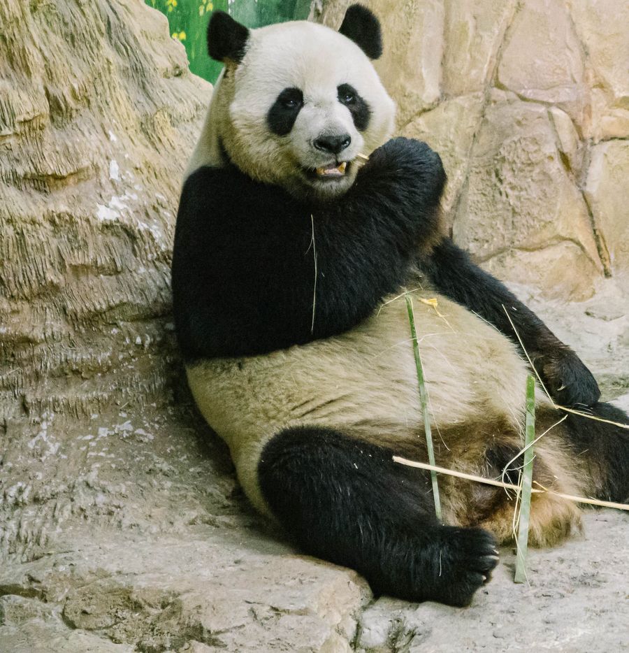 Najlepsze pandy na Instagramie