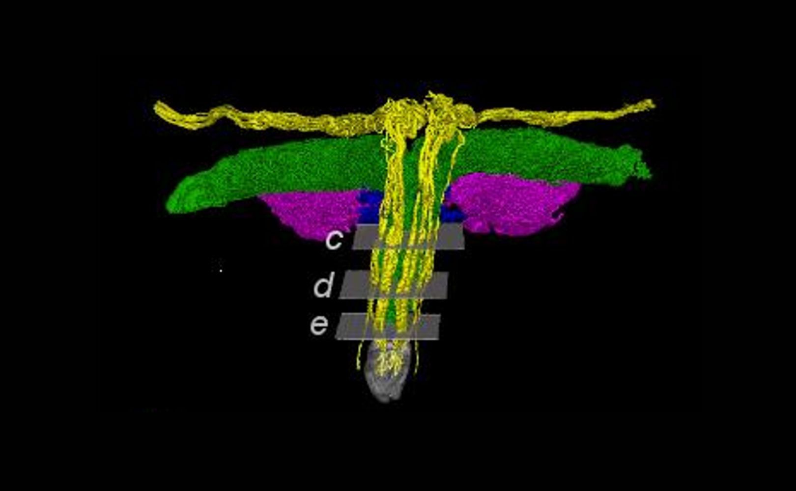 Przez lata była omijana. Naukowcy zeskanowali intymną część ciała