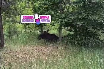 Dobrze się zakamuflował. Musiał odpocząć. Waży nawet 700 kg. Spójrzcie