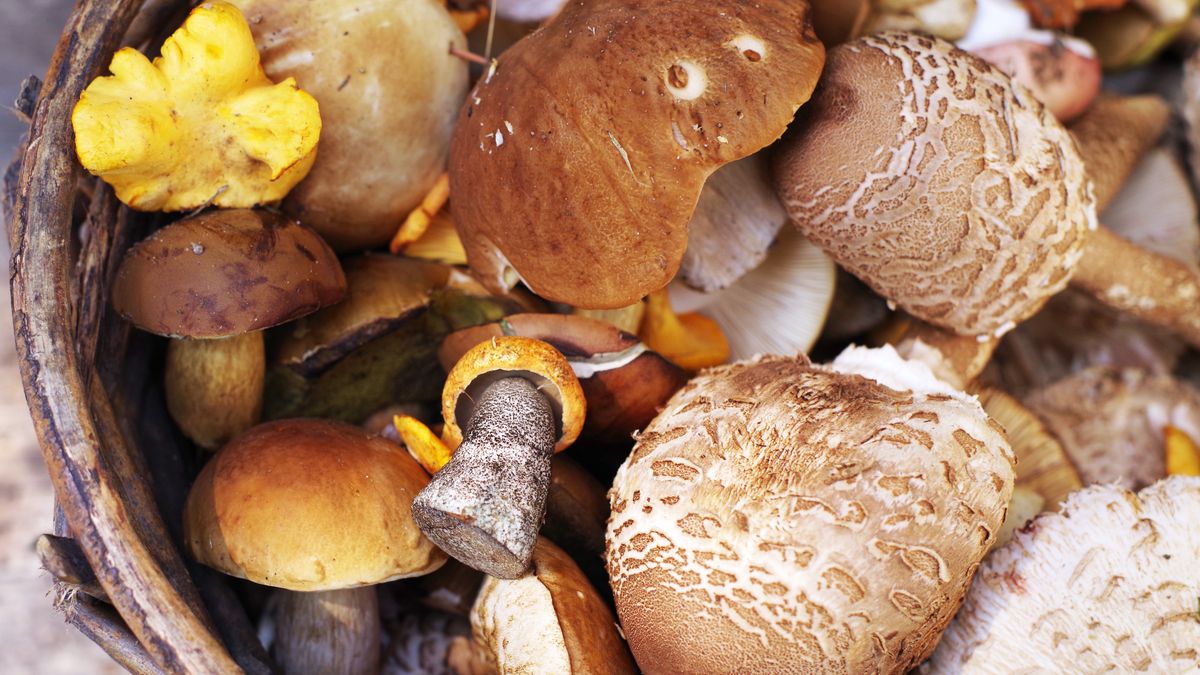 Grzyby leśne. Jak nie pomylić jadalnych gatunków z trującymi?