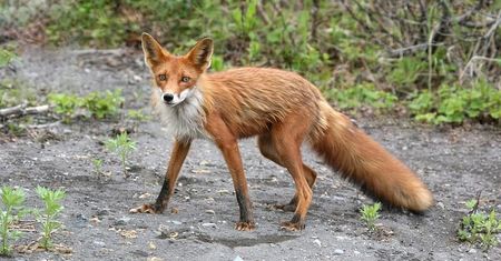 Akcja szczepienia lisów w woj. lubelskim. Samoloty będą zrzucać brunatne kostki