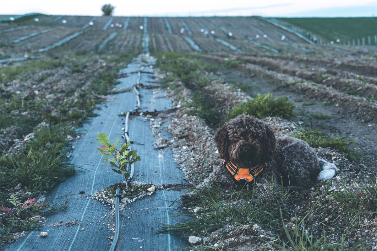 Greta, pies do tropienia trufli, na plantacji 