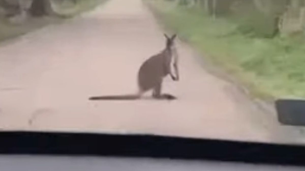 Kangur na ulicy w Giżycku