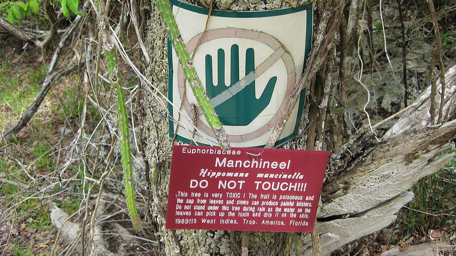 Drzewo manchineel 