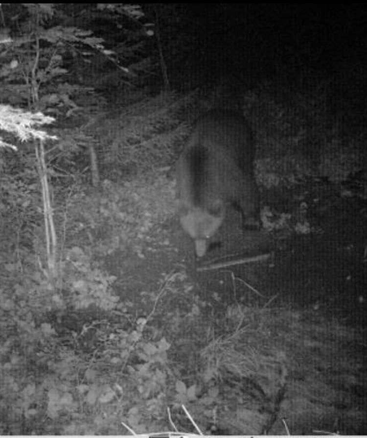 Zdjęcie z fotopułapki, na którym widać niedźwiedzia