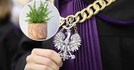 Ministerstwo Sprawiedliwości kupiło paprotki do sądów. Poseł Ziobry pyta o koszty