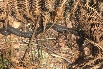 "Już się obudziła". Patrz uważnie pod nogi