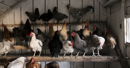 Co wiesz o kurach? Sprawdź się, odkrywając 17 haseł