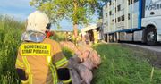 Wypadek z udziałem ciężarówki przewożącej trzodę chlewną