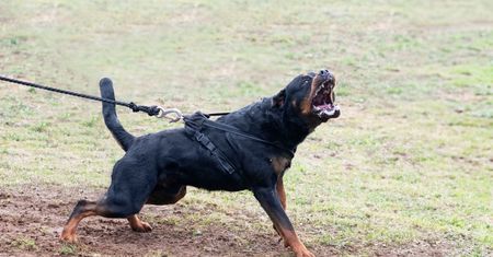 Płonął zalany dom. Wejście strażakom utrudniało piętnaście rottweilerów